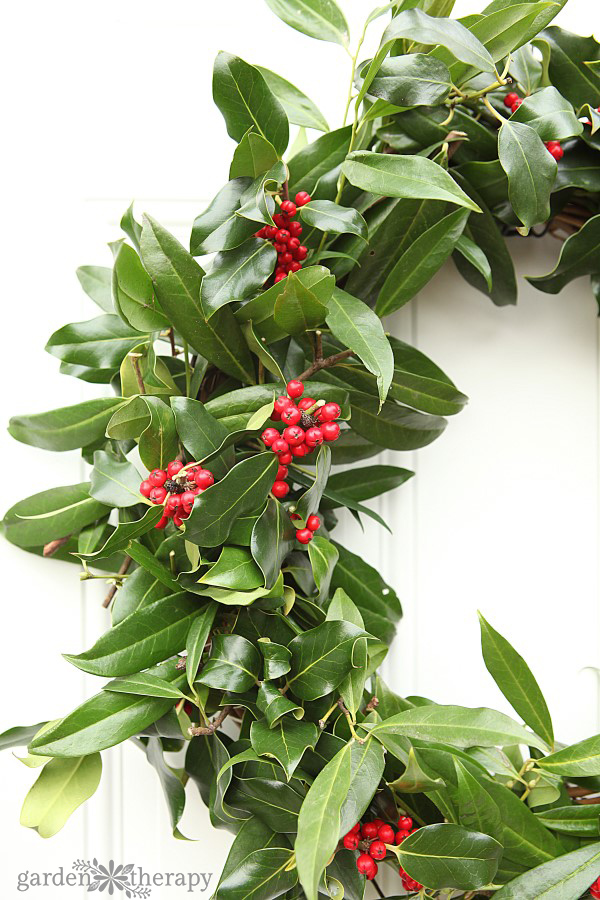 fresh holly wreath dotted with bright red berries