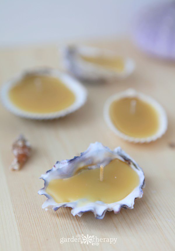 Beeswax Seashell Tea Lights