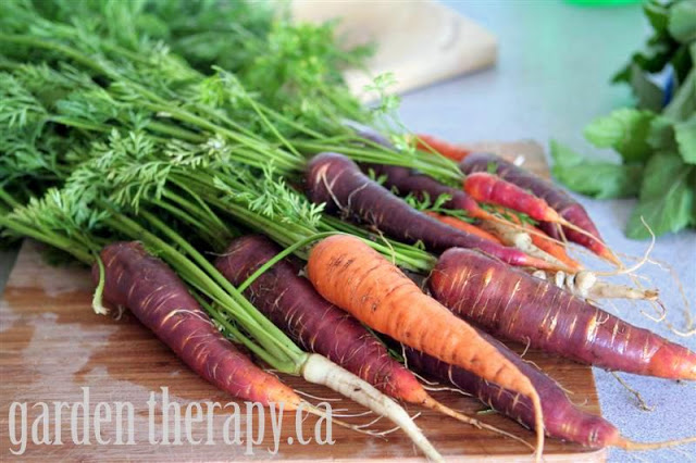 heirloom carrots