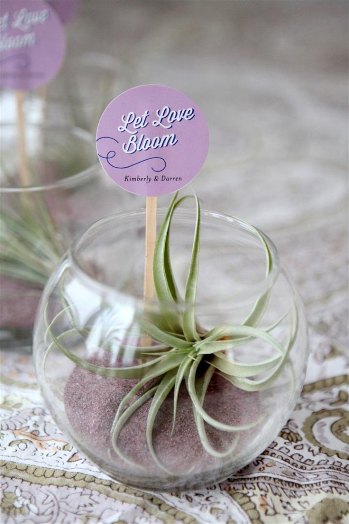 Mini Air Plant Terrarium Wedding favor