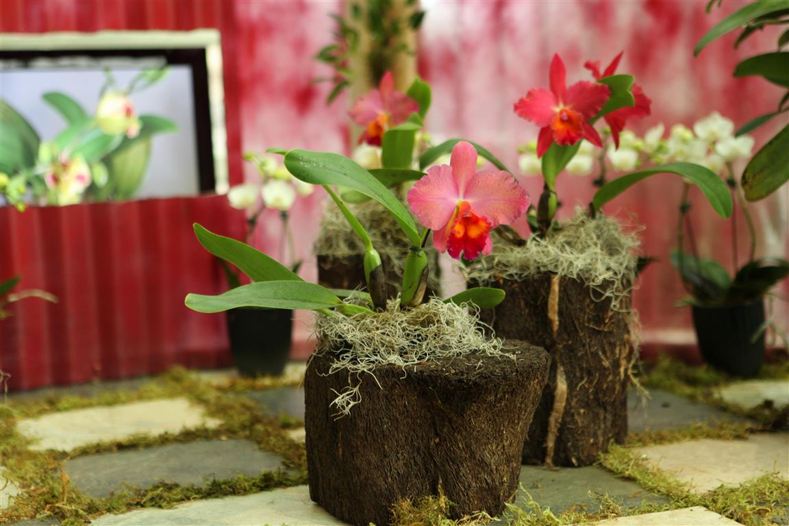 Orchids in wood blocks