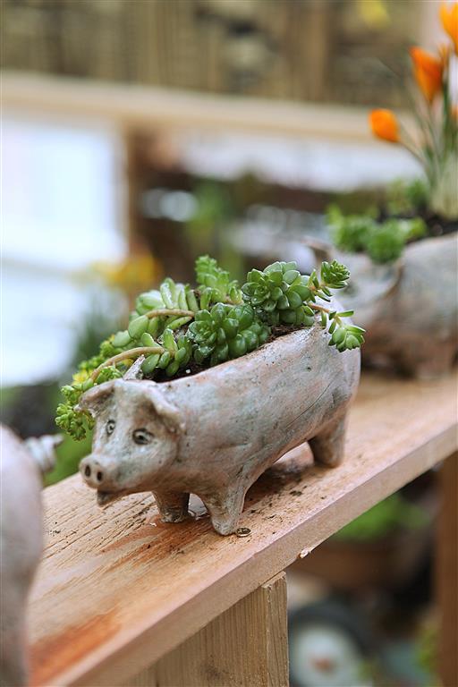 Piggy Succulent Planter