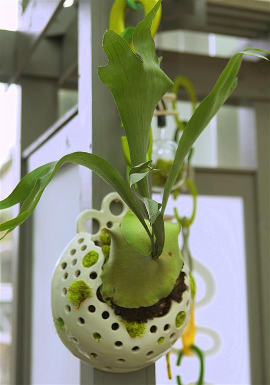 Staghorn Fern in Ceramic Planter