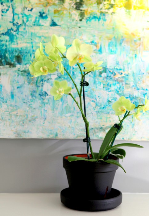 yellow bloomed orchid indoors in front of a piece of art