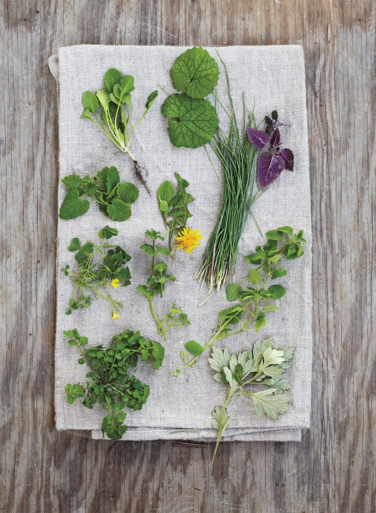 Foraging wild greens