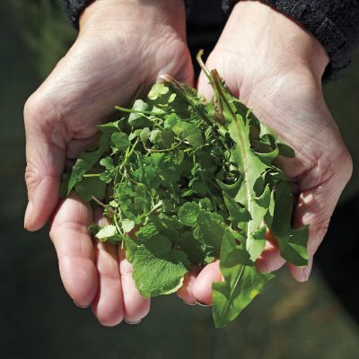 wild foraging for fresh greens