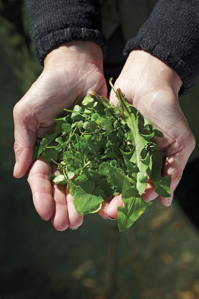 wild foraging for fresh greens