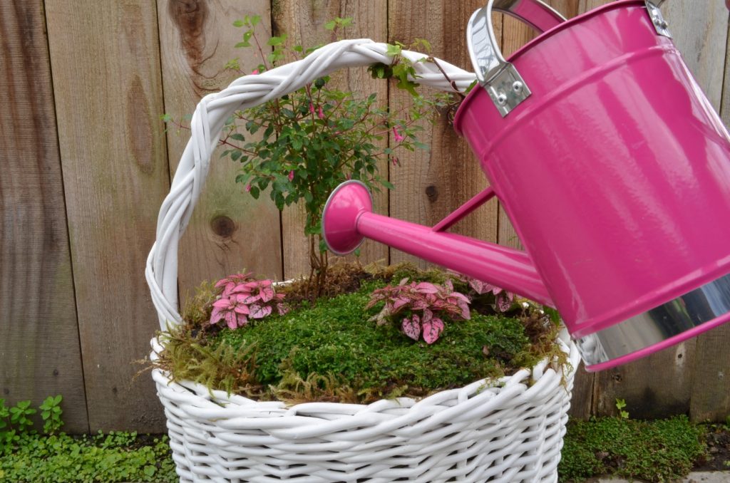 Baby’s tears and watering can