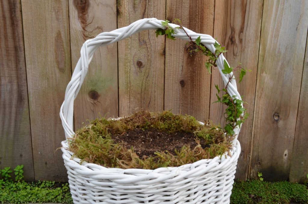 Basket with soil and ivy