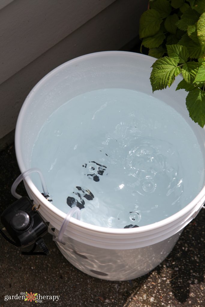 large white bucket filled with dechlorinated water bubbling due to air pump inside
