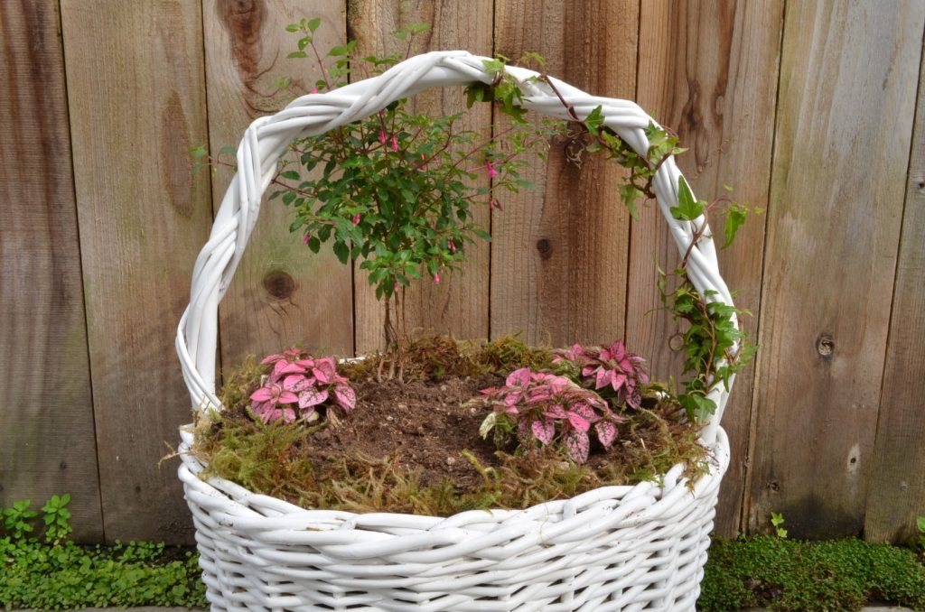 Fuchsia tree and pink polka dot plant