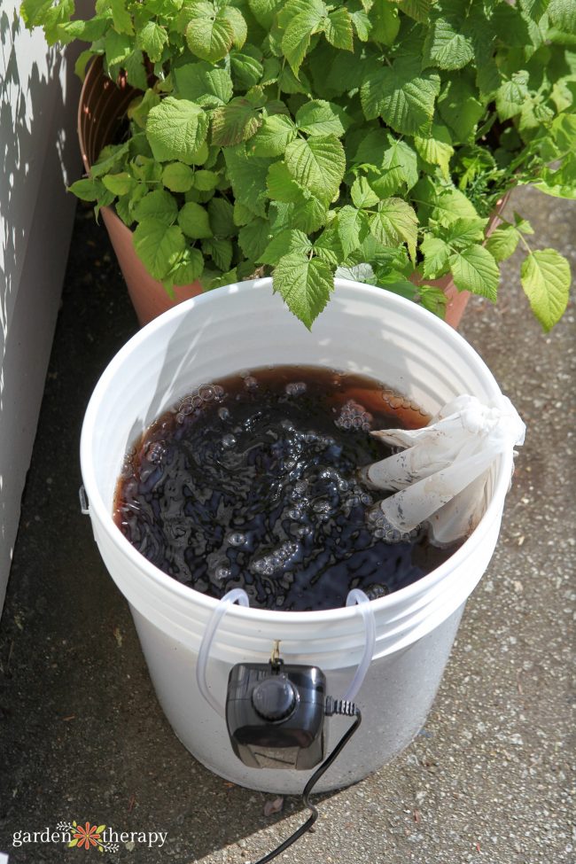 Aerated compost tea brewer made from a 5 gallon bucket sitting next to a mint plant.
