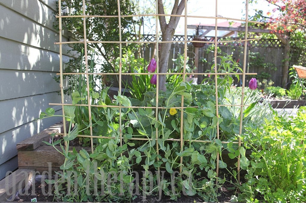 DIY Bamboo Trellis 1024x682