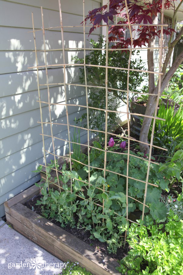 A DIY woven bamboo trellis for peas