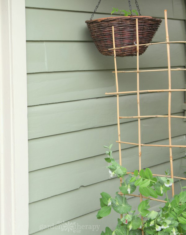 Peas growing up a homemade garden trellis