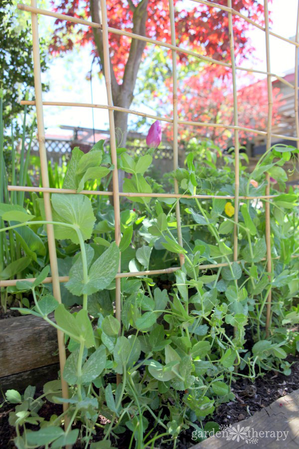 a bamboo trellis for peas to grow up