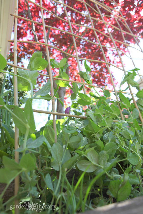 A woven bamboo trellis for peas