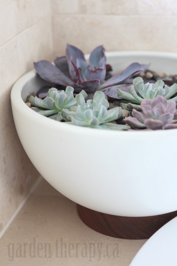 Echeveria in Modernica Case Study Bowl with Plinth