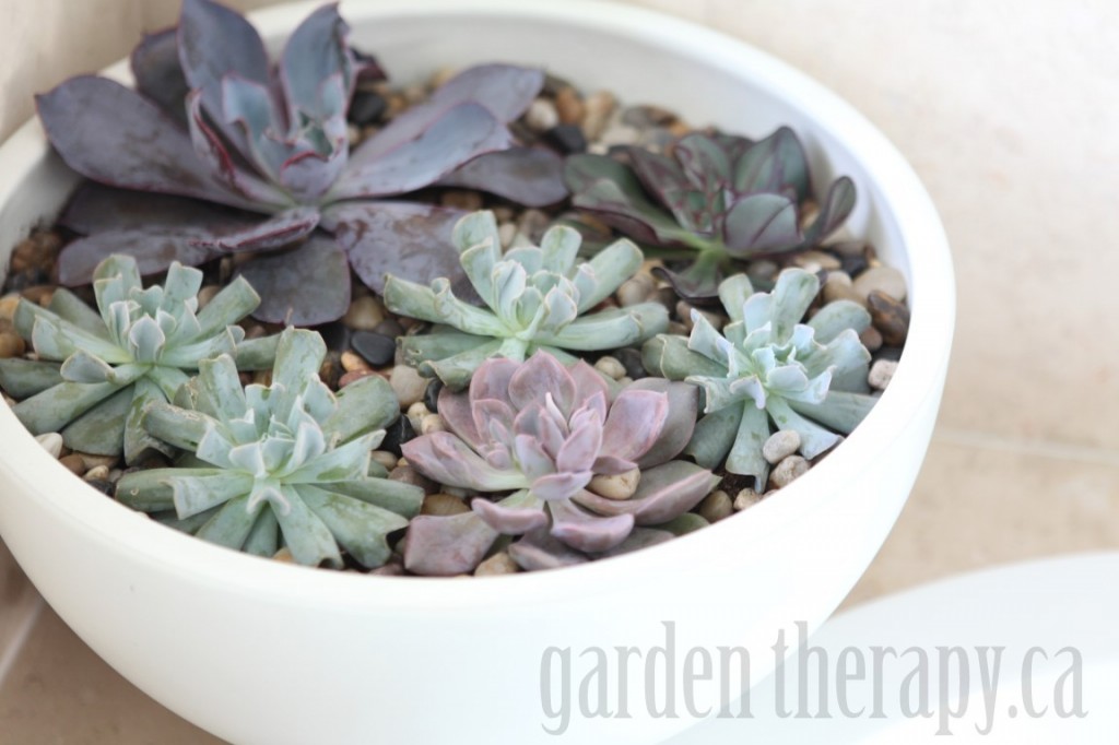 Echeveria in modern bowl planter