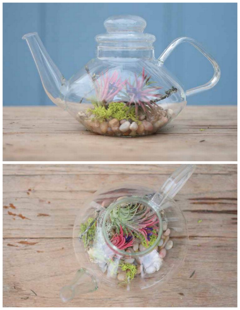 Green Tea Terrarium Project