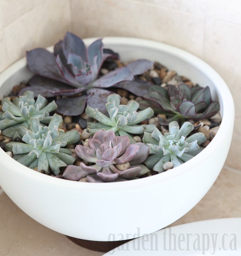 How to Make a Modern Indoor Echeveria Planter