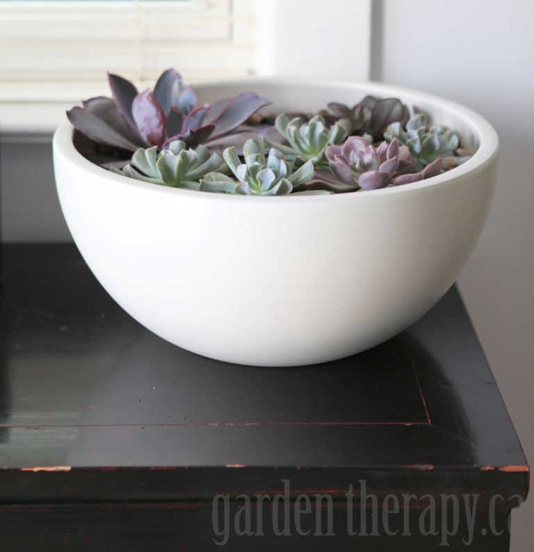 Indoor Echeveria Planter