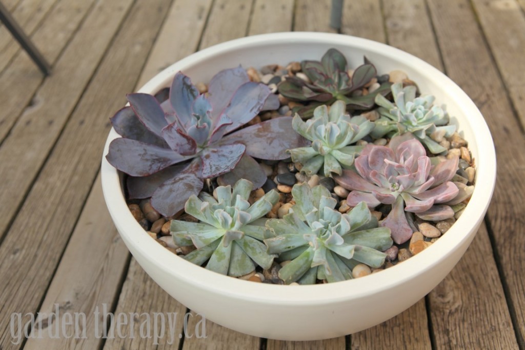 Modern Echeveria Planter