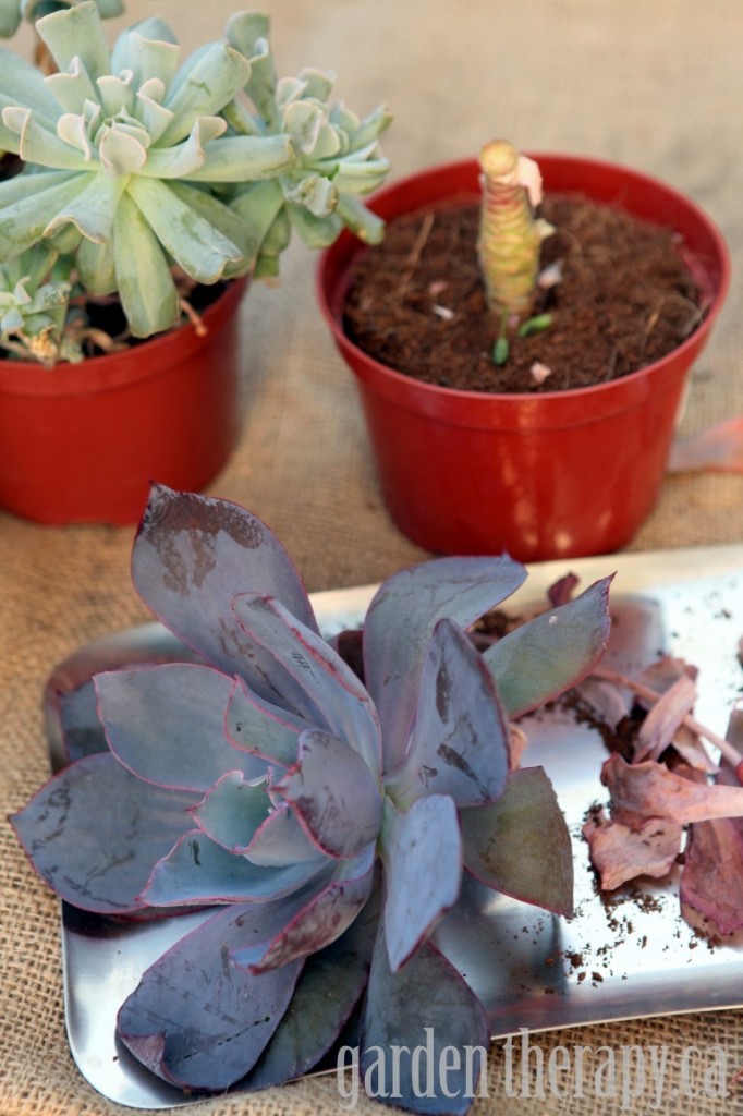 Propagating Echeveria