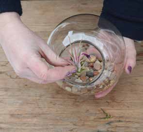 Tillandsia Planting Instructions 2