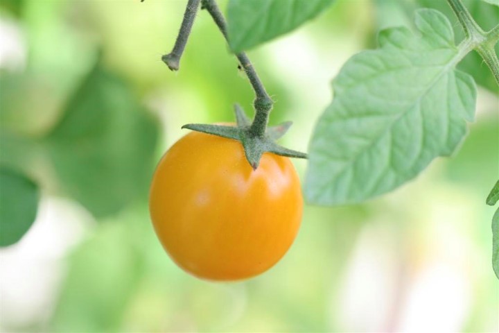 Cherry Tomato 'Gold Nugget' 