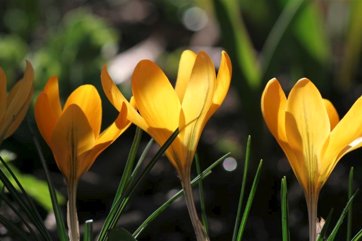 Crocus 'Golden Yellow'