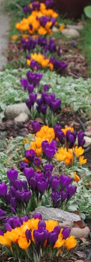 Crocus 'Golden Yellow' and 'Flower Record'