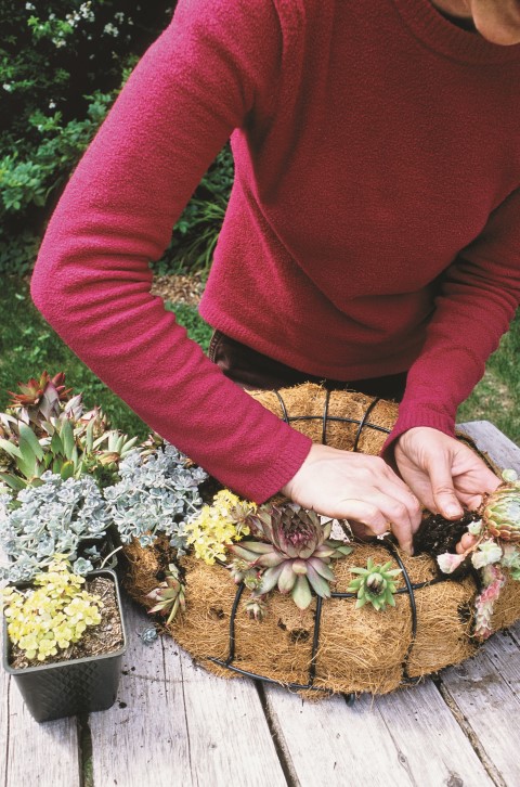 How to Make a Living Semper-Viva Succulent Wreath