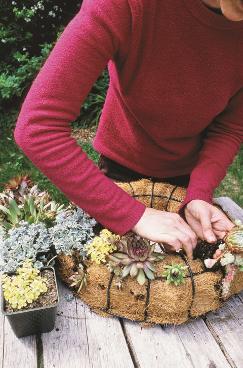 Adding succulents to a living wreath