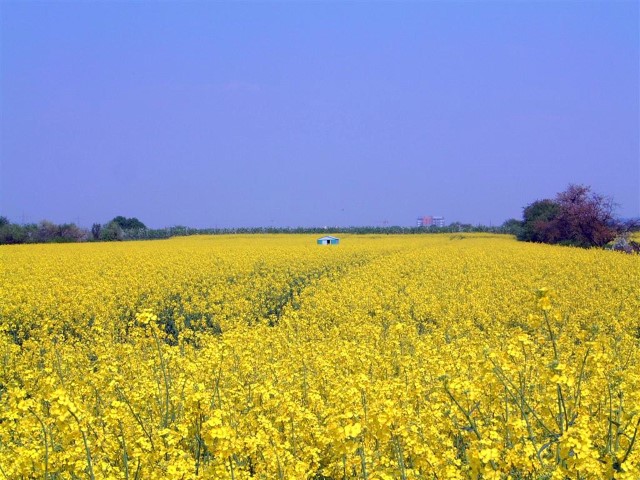 German Countryside Rapeseed Farm