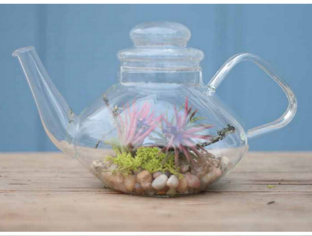 Green Tea Terrarium square