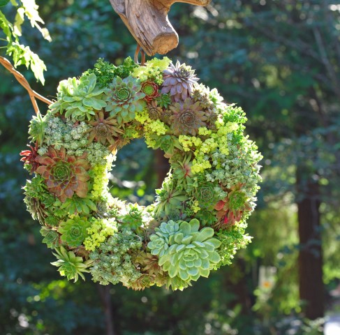 Instructions on how to make this beautiful succulent wreath