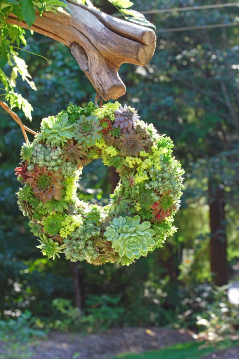 A beautiful living wreath planted with succulents