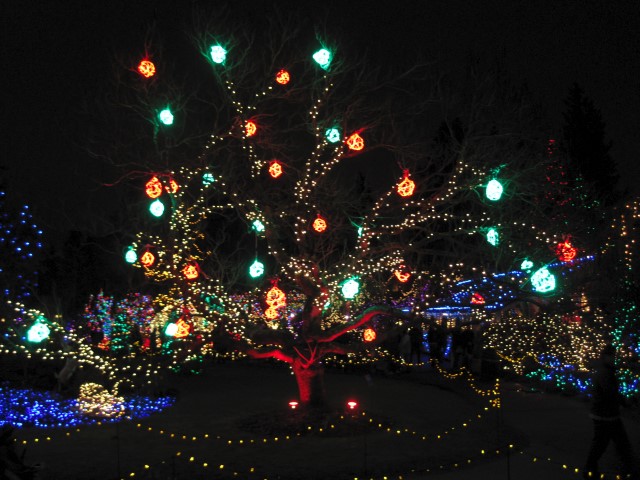 Lighted Globes Hanging from Trees