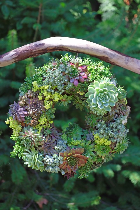 A living succulent wreath hanging from a piece of driftwood in the garden