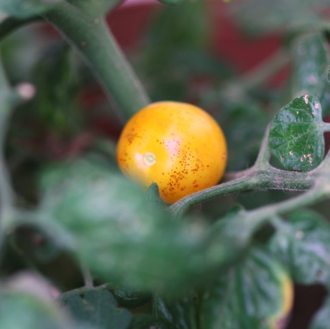 blight on tomatoes treatment organic