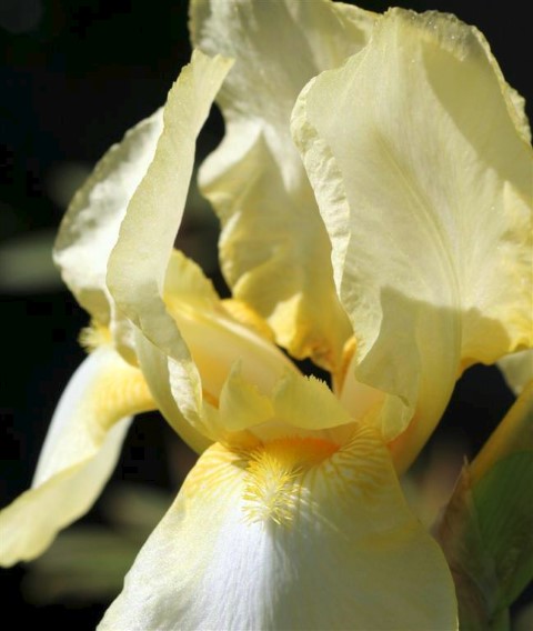 Yellow Bearded Iris