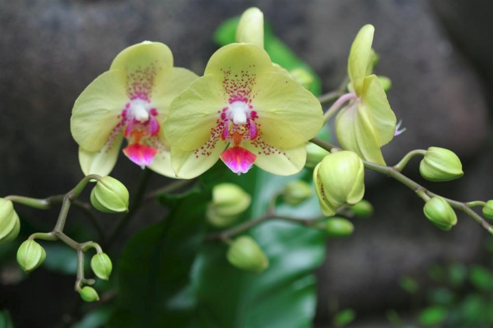 Closeup of an orchid bloom with yellow and pink 