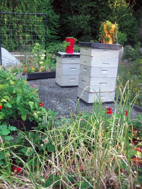 Beehives on Roof as Part of Edible Green Roof Plan