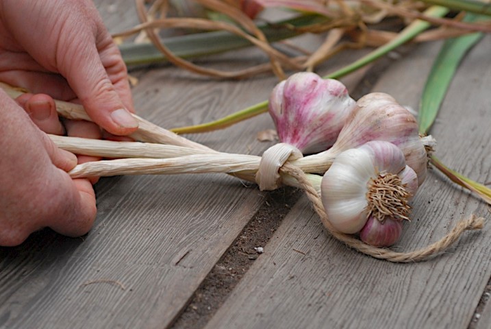 Braiding Garlic Step 1