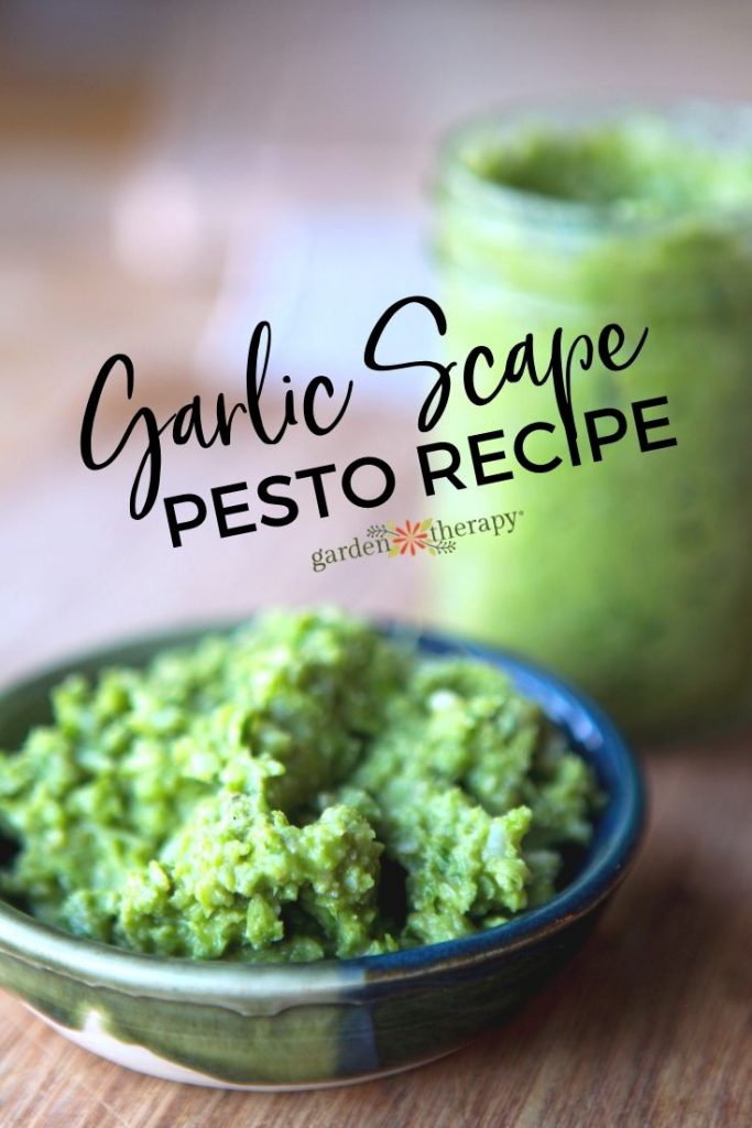 Garlic Scape Pesto Recipe: Grow it! Eat it! - Garden Therapy