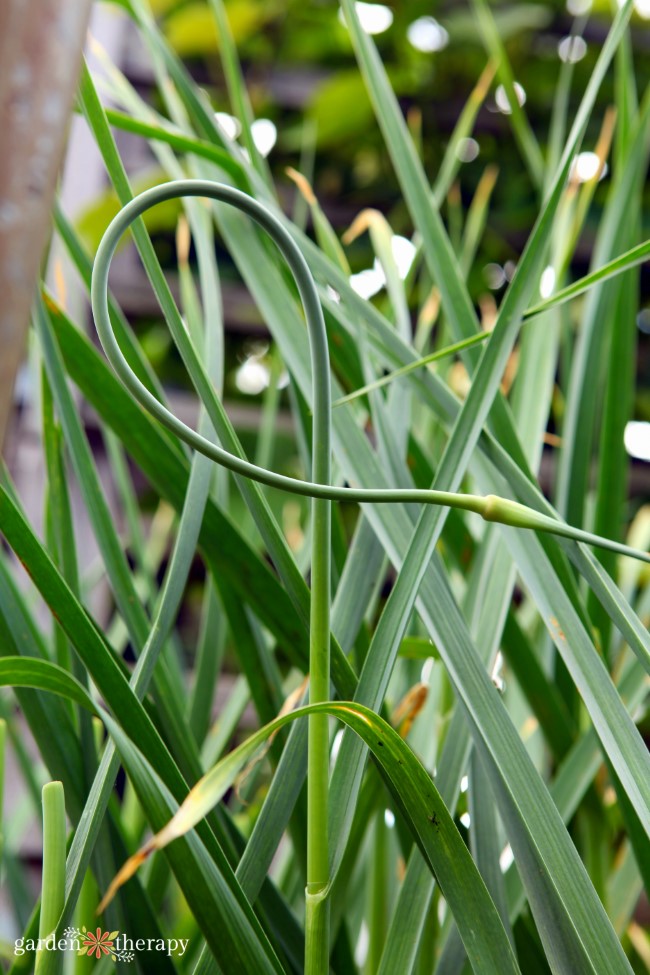 Garlic Scapes Growing