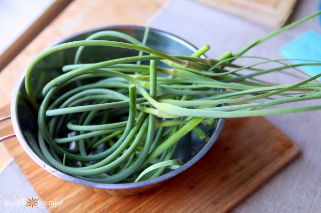 Harvested Garlic Scapes