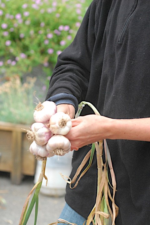 How to Braid Garlic When Dry