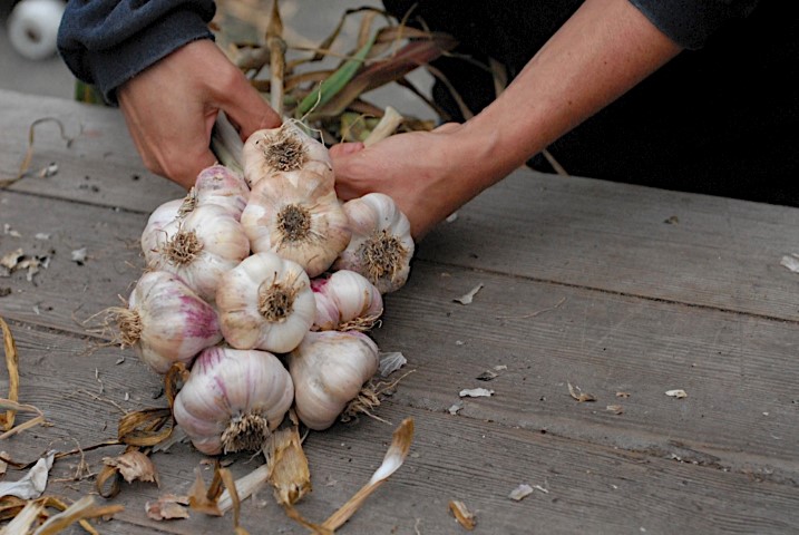 Making Garlic Braids